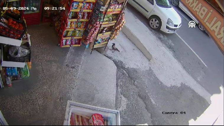 Bakkaldan cips çalan karga suçüstü yakalandı! Etrafı kolaçan etti paketi alıp kaçtı - Resim: 35